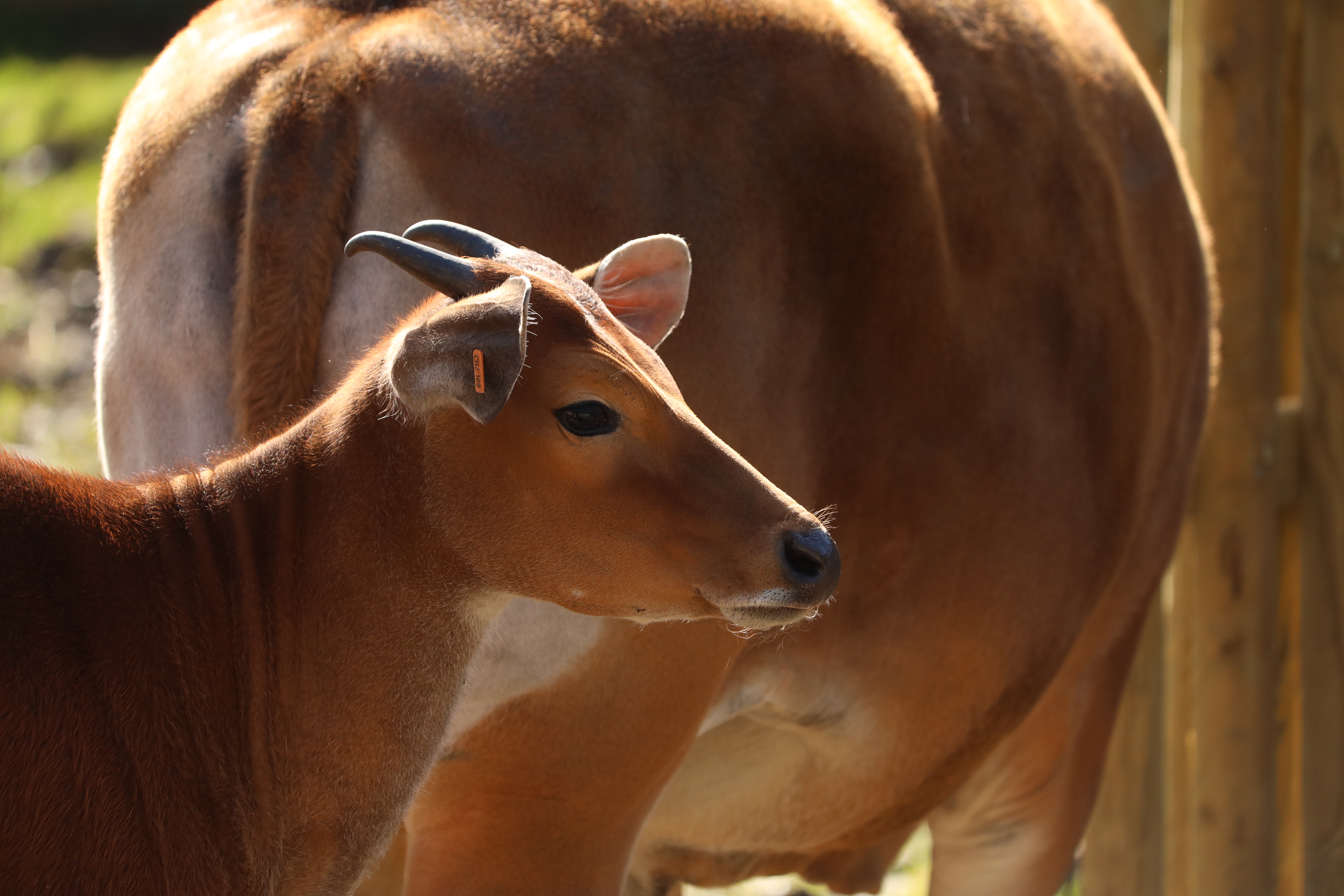 Female banteng in the sun IMAGE Amy Middleton 2024